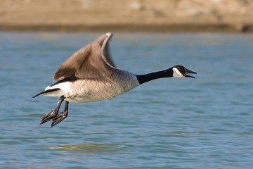 Canada Goose