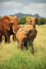 Fototapeta na wymiar Stado słoni afrykańskich