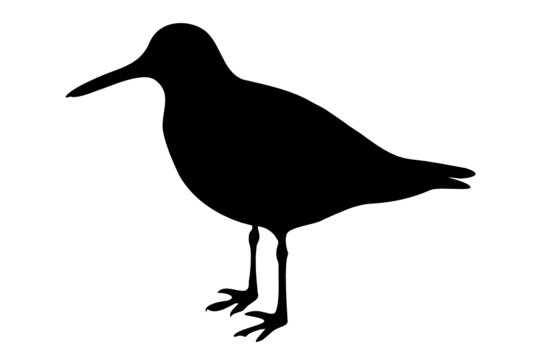 recommend clip art: Oyster-Catcher