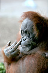 orangutan Flipping the Bird © sparkmom