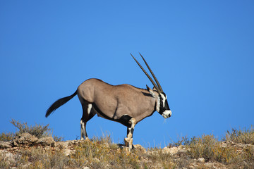 Gemsbok dune