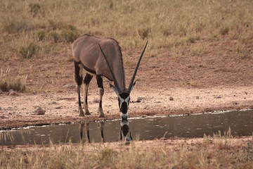 Gemsbok drinking