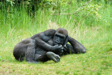 female gorilla