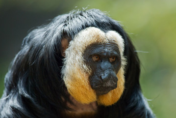 white-faced Saki