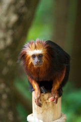 titi monkey
