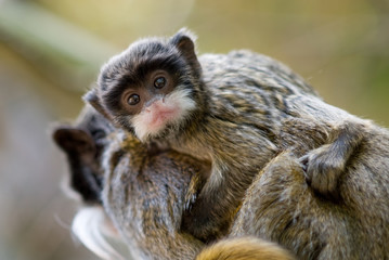 cute baby emperor tamarin