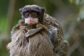 cute baby emperor tamarin