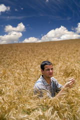 Naklejka na ściany i meble farmer in a wheat field