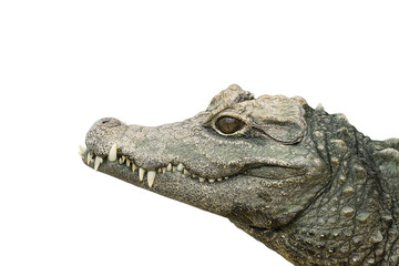 crocodile