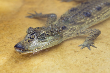 crocodile