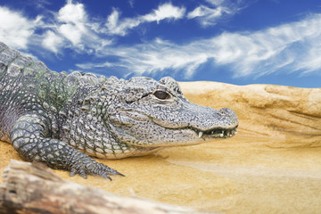 crocodile