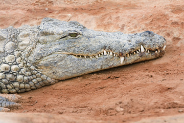 crocodile