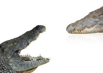 crocodiles