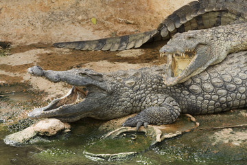 crocodiles