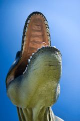 Offenes Maul von Tyrannosaurus Rex