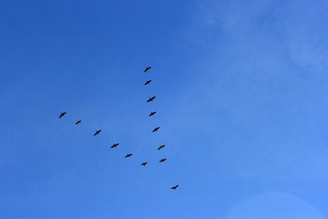 Migration birds