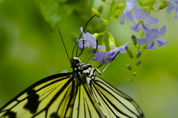 Butterfly 1
