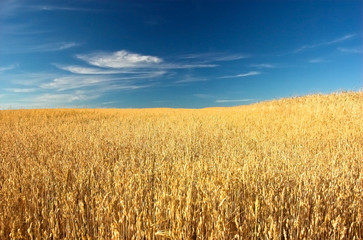 Obraz premium Wheat field