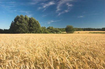 Wheat field