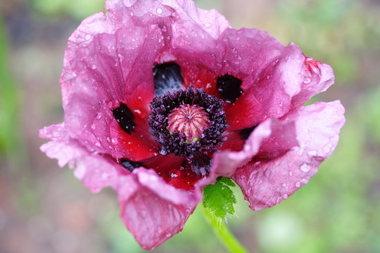 Papaver Orientale