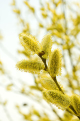 Fototapeta premium Pussy willow