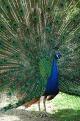 Obraz premium Peacock in full plumage