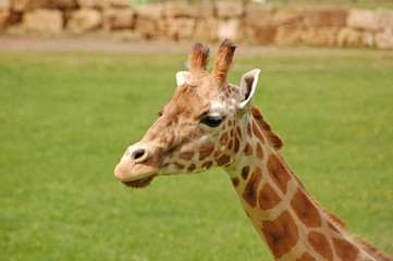 Giraffe portrait