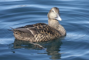 Female eider. 