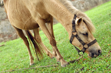 Fototapeta premium Horse tied up
