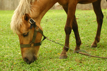 Naklejka na ściany i meble Horse tied up