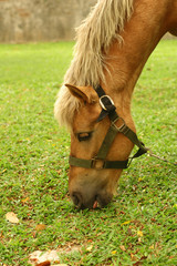 Horse tied up
