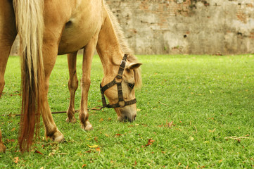 Horse tied up