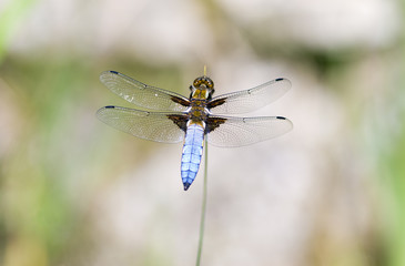 libellule