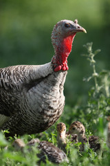 turkey