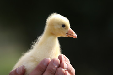duck