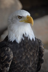 Weisskopfseeadler
