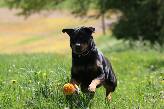 rottweiler en course