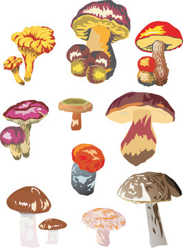 different mushrooms