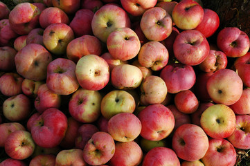 Apples