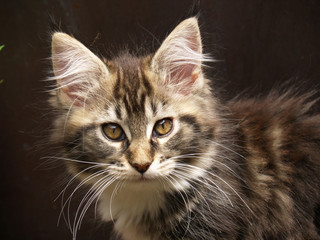 Chaton Maine coon attentif