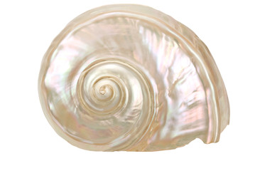Conch Shell mother-of-pearl-1