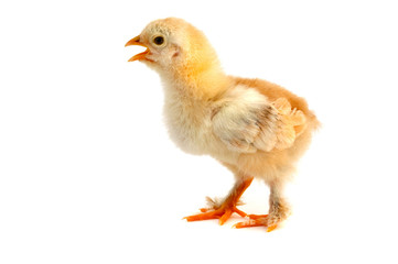 Small chicken
