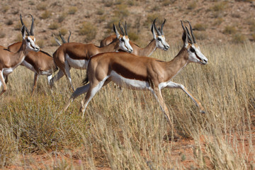 Naklejka na ściany i meble Springbok herd
