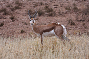 Springbok wet