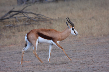 Springbok walk