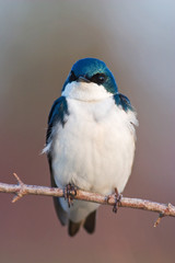 Tree Swallow resting on a small branch