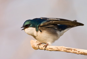 Agitated Tree Swallow (Tachycineta Bicolor)