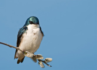 Small tree swallow sitting on a pussy willow branch