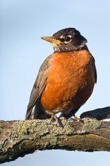 American Robin sitting on a branch