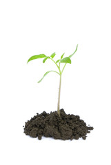 green plant